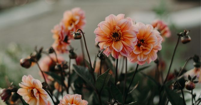 Naturopathic Medicine